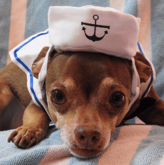 Adorable Nautical Pet Costume Set - Perfect For Halloween Cosplay!-0