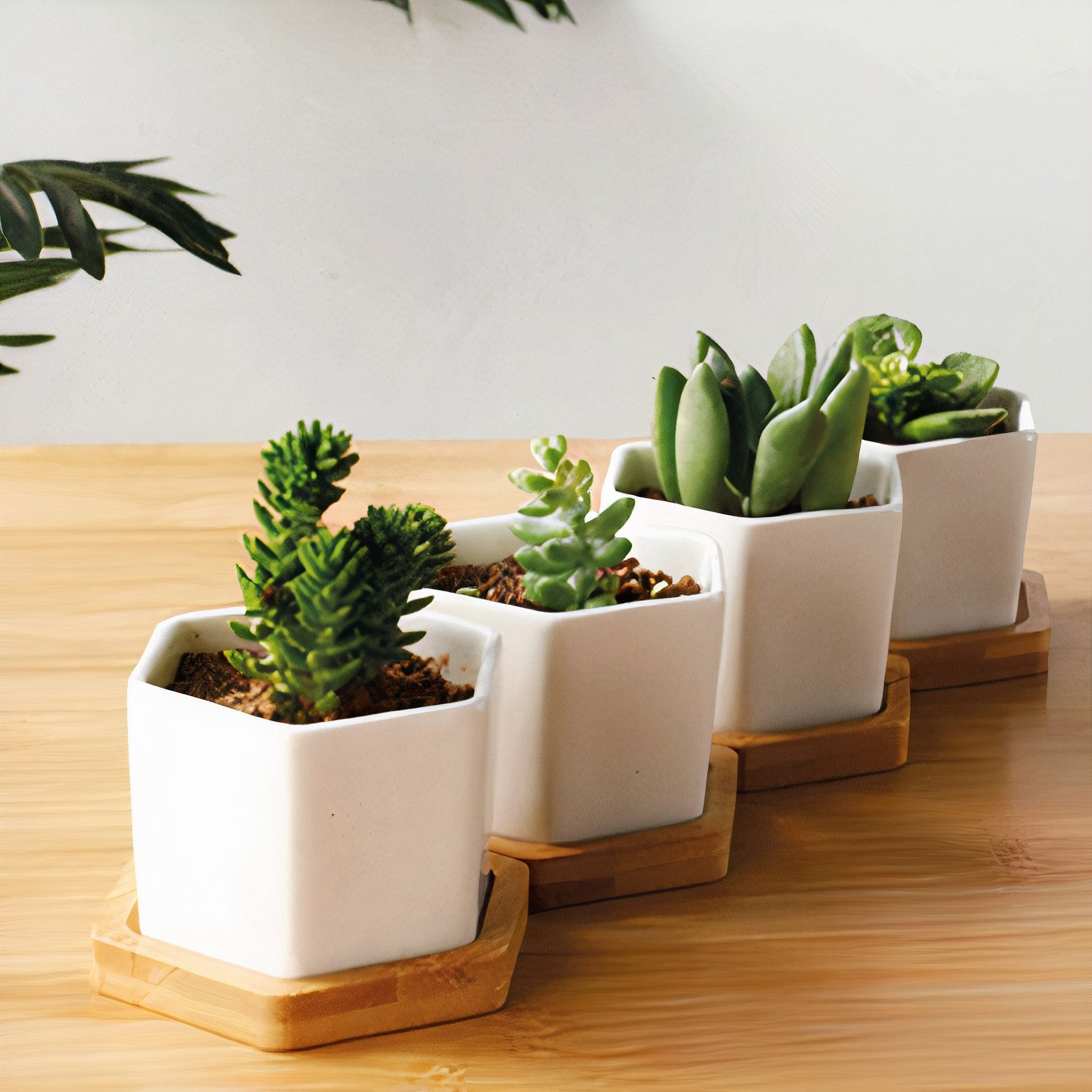 Succulent Small Planter Set of 3-2