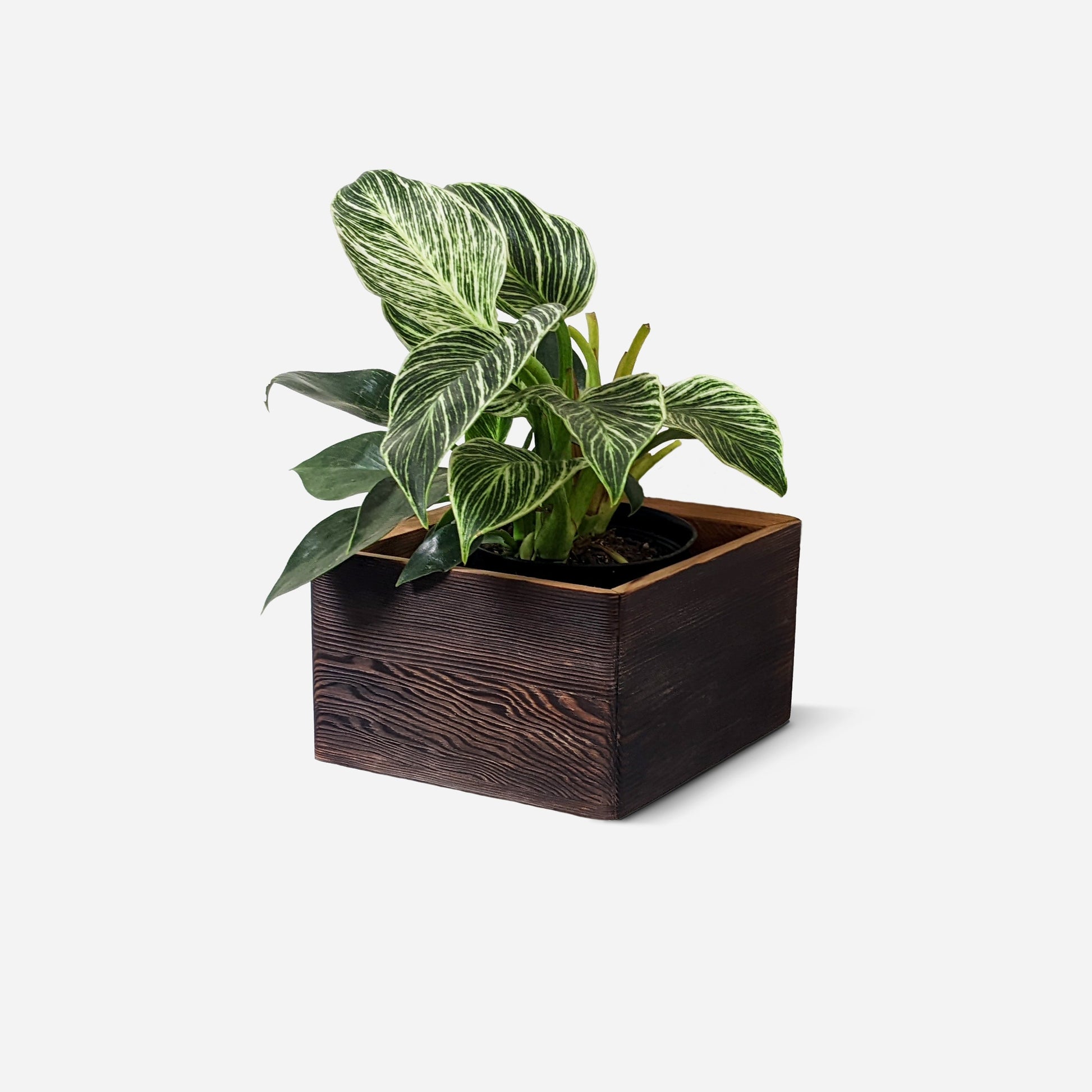 Diamond self-watering, wall-mounted planter-8